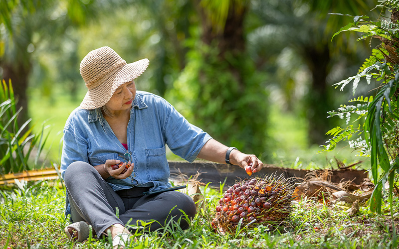 Palm Oil Products Malaysia | Palm Oil Company Malaysia | Palm Oil Export Malaysia