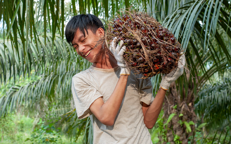 Palm Oil Products Malaysia | Palm Oil Company Malaysia | Palm Oil Export Malaysia