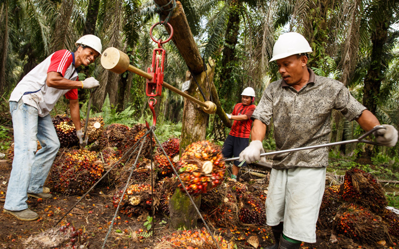Palm Oil Products Malaysia | Palm Oil Company Malaysia | Palm Oil Export Malaysia