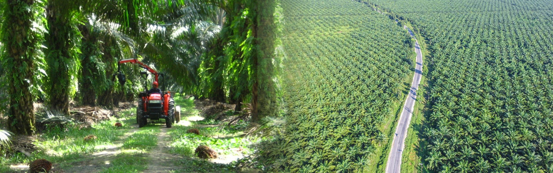 Palm Oil Products Malaysia | Palm Oil Company Malaysia | Palm Oil Export Malaysia