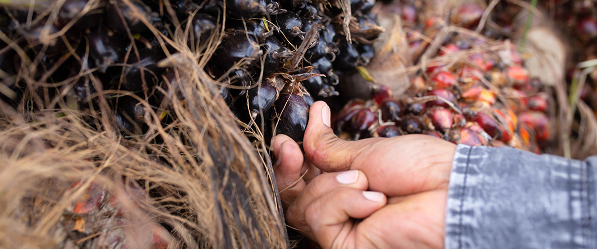 Palm Oil Products Malaysia | Palm Oil Company Malaysia | Palm Oil Export Malaysia
